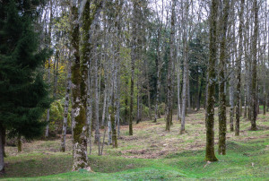 Verdun 